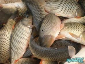 最大的鲤鱼图片