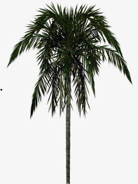 棕榈树资料,热带风情与生态价值的完美融合